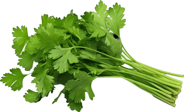 cilantro